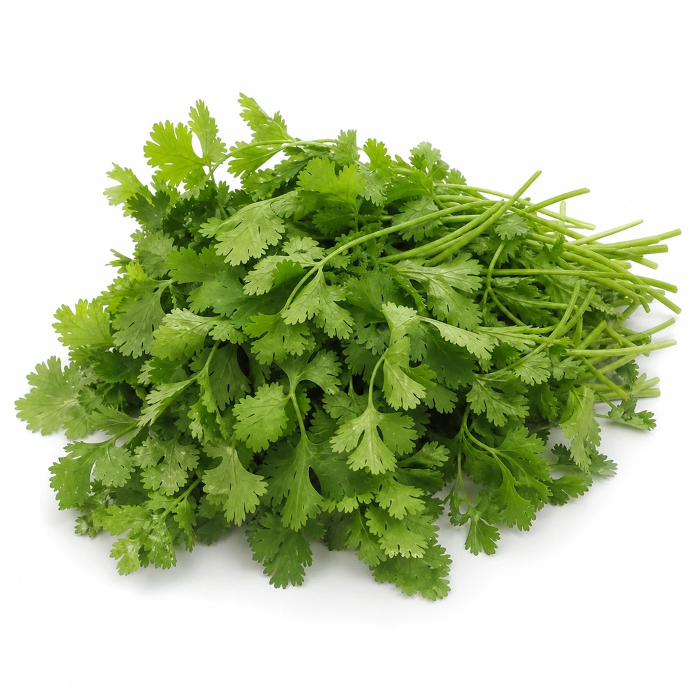 Cilantro criollo en caja