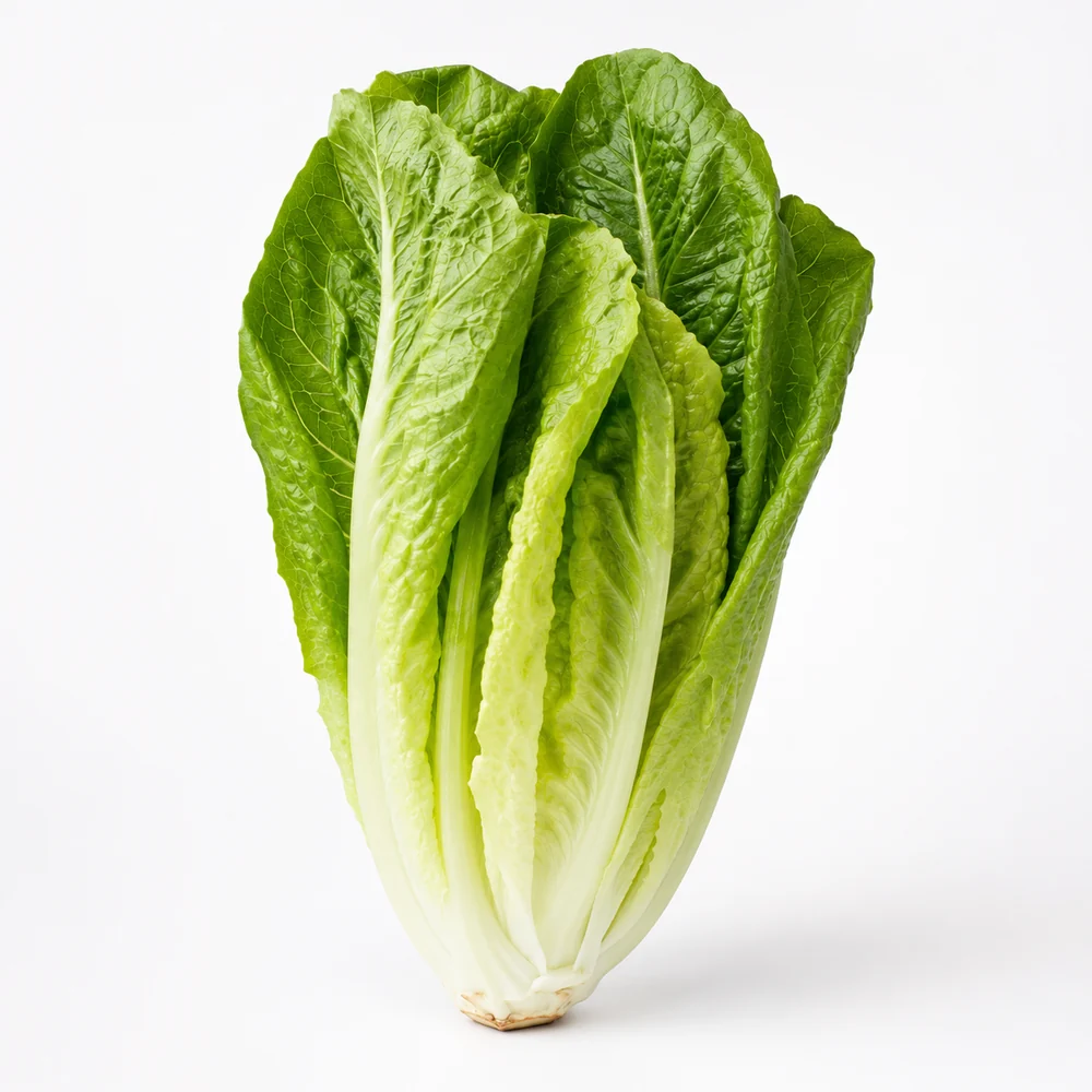 Lechuga romana crujiente